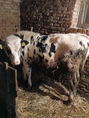 vand taur 7 luni - imagine 3