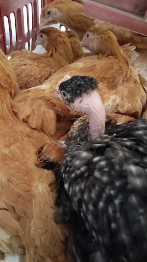 Pui rasa mixta de vanzare 