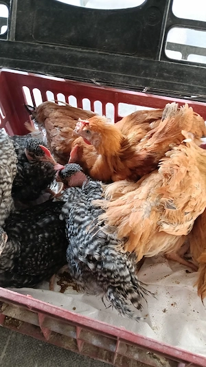 Pui rasa mixta de vanzare  - imagine 2