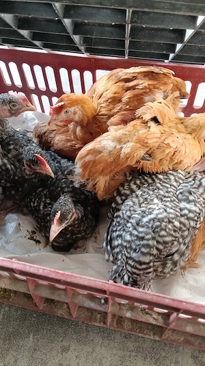 Pui rasa mixta de vanzare  - imagine 3