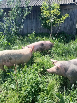Vând scrofițe gestante,purcei,porci mai mari