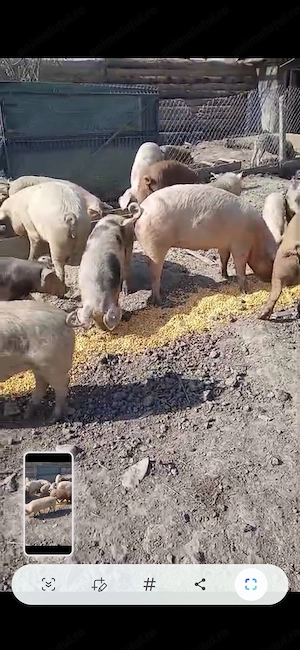 Vând purcei  începând de la 5 săptămâni,soldani,scrofițe gestante - imagine 3