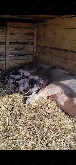 Vând purcei  începând de la 5 săptămâni,soldani,scrofițe gestante - imagine 4