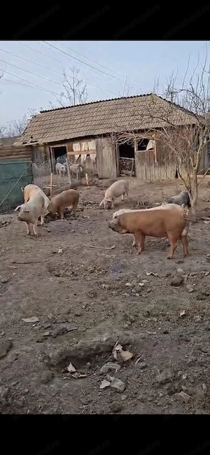 Vând purcei  începând de la 5 săptămâni,soldani,scrofițe gestante