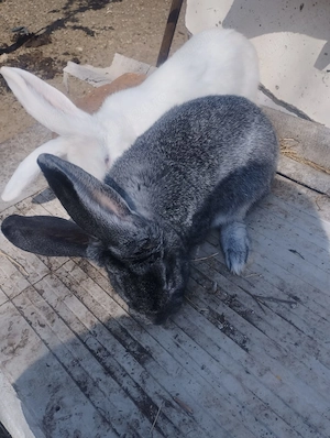 Vand Iepuri si Iepurite gestante. - imagine 2