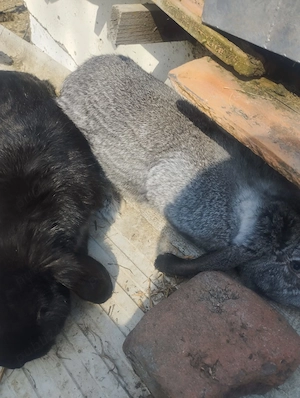 Vand Iepuri si Iepurite gestante. - imagine 3