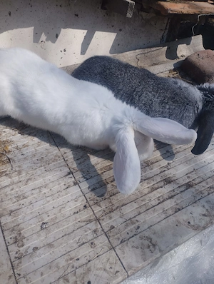 Vand Iepuri si Iepurite gestante. - imagine 4