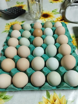 Ouă pentru incubat aracuana playmont și australorp 