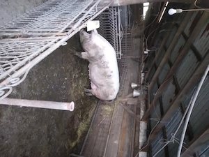 Vând scroafa pentru sacrificat  - imagine 2