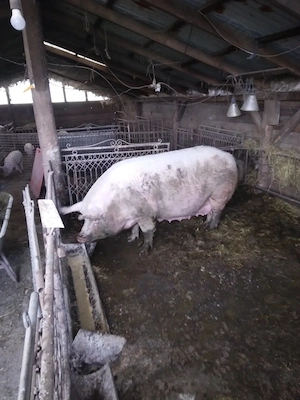 Vând scroafa pentru sacrificat  - imagine 1