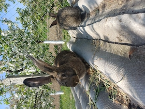 Vand tot ce se vede in poze - imagine 5