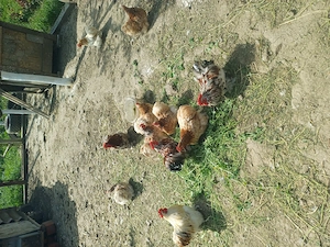 Vand tot ce se vede in poze - imagine 2