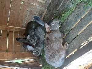 Vand tot ce se vede in poze - imagine 4