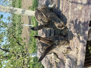 Vand tot ce se vede in poze - imagine 3