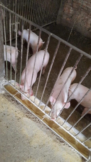 vand purcei  - imagine 2