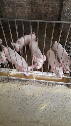 vand purcei  - imagine 3