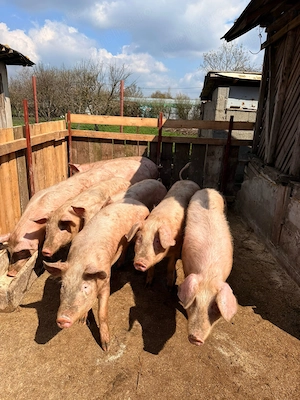 De vânzare purcei, pentru mai multe citiți descrierea 