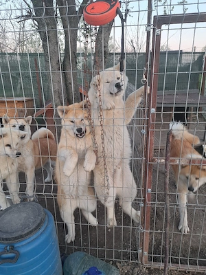 Vand pui Akita Inu japonez in varsta de 7 luni,disponibil in Bucuresti!    