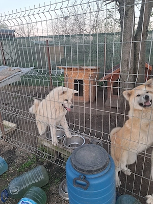 Vand pui Akita Inu japonez in varsta de 7 luni,disponibil in Bucuresti!     - imagine 4