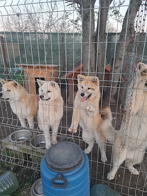 Vand pui Akita Inu japonez in varsta de 7 luni,disponibil in Bucuresti!     - imagine 2