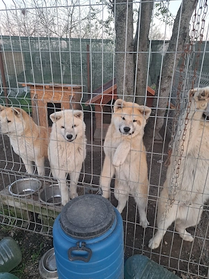 Vand pui Akita Inu japonez in varsta de 7 luni,disponibil in Bucuresti!     - imagine 3