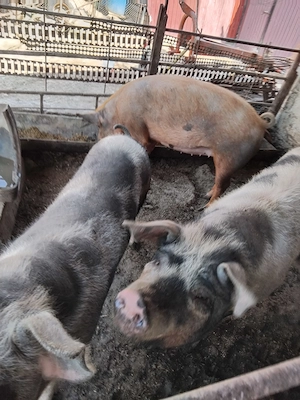 Porci de vanzare