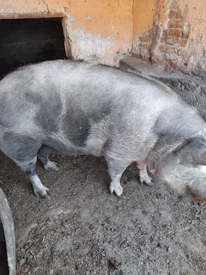 Porci de vanzare - imagine 2