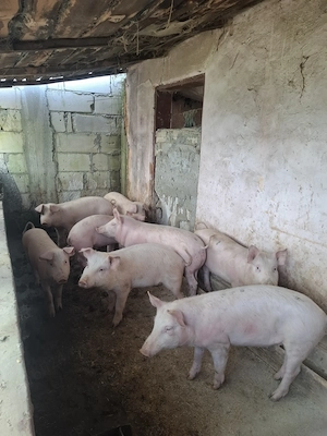 De vânzare purcei, pentru mai multe citiți descrierea  - imagine 3