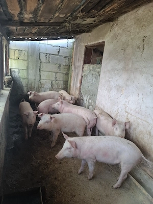 De vânzare purcei, pentru mai multe citiți descrierea  - imagine 2