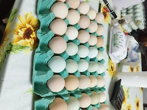 Ouă pentru incubat aracuana playmont și australorp  - imagine 2