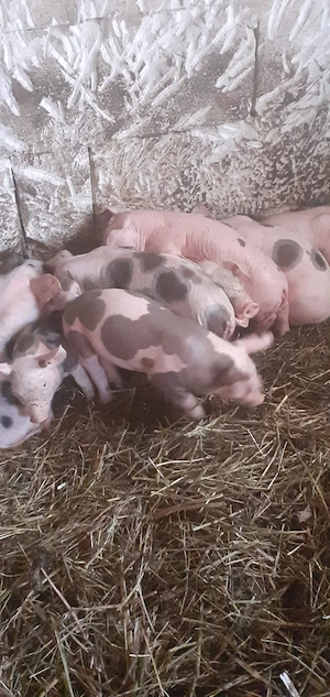 Vând scroafa cu purceii!