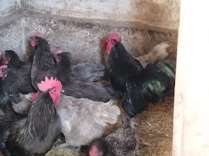 Ouă pentru incubat aracuana playmont și australorp  - imagine 3