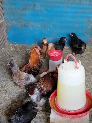 Ouă pentru incubat aracuana playmont și australorp  - imagine 4