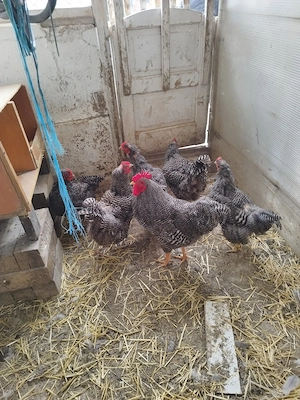 Ouă pentru incubat aracuana playmont și australorp  - imagine 5