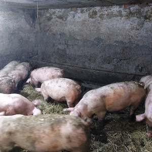 Porcii  pentru sacrificat 