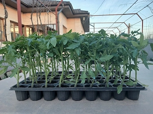 Rasad de Vanzare  - imagine 2