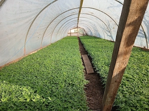 Rasad de Vanzare  - imagine 4