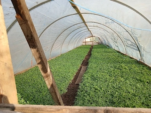 Rasad de Vanzare  - imagine 3