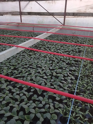 Rasad de Vanzare  - imagine 5