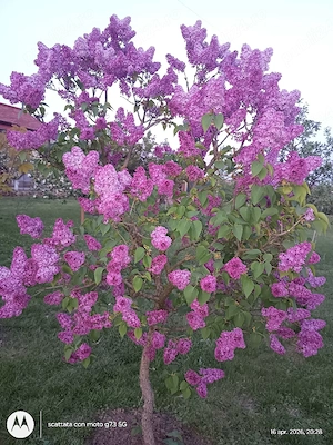 Plante de interiore si exterior.