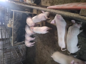 Vand purcei de 3  luni - imagine 3