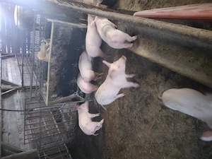 Vand purcei de 3  luni - imagine 2