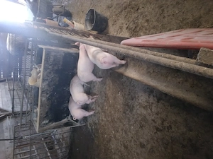 Vand purcei de 3  luni