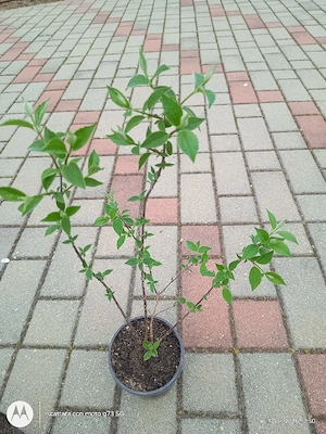 Plante de exterior disponibile. - imagine 4