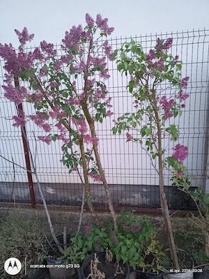 Plante de exterior disponibile. - imagine 3