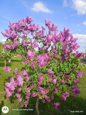 Plante de exterior disponibile. - imagine 5