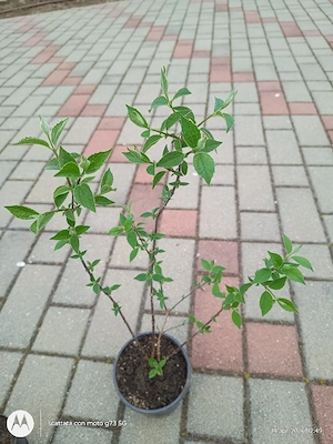 Plante de exterior disponibile. - imagine 2