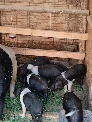 Purcei bazna disponibili 