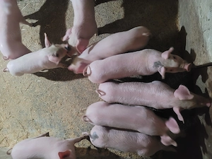 Vând purcei frumoși!