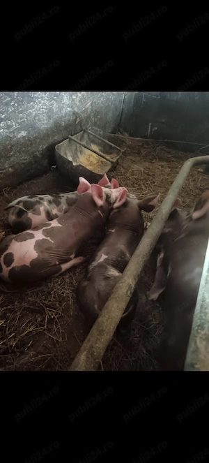 Vand purcei rasa Pietran  - imagine 5